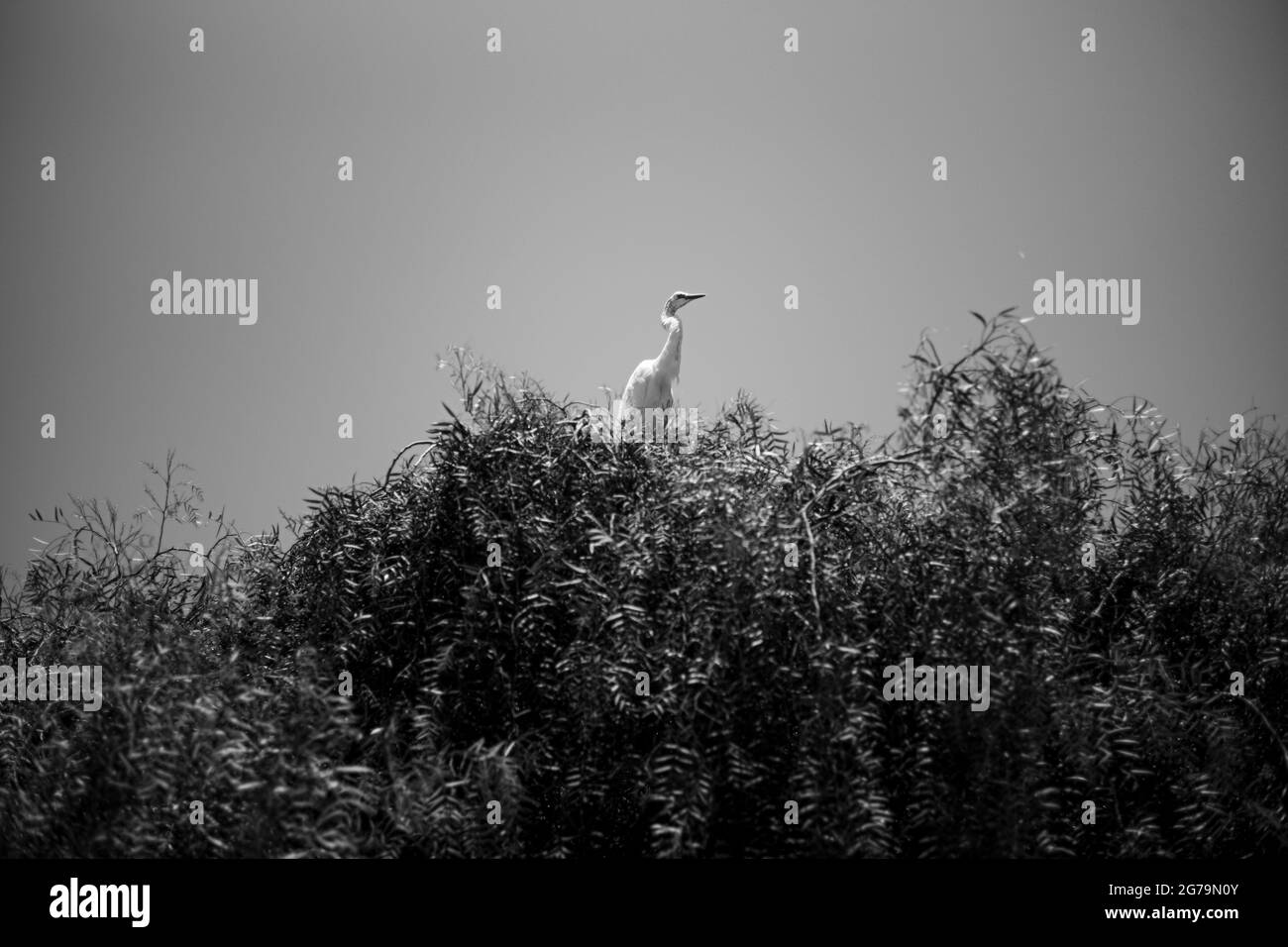 Petit héron blanc (Egretta thula) dans un arbre près de la plage de Flamengo à Rio de Janeiro, Brésil Banque D'Images