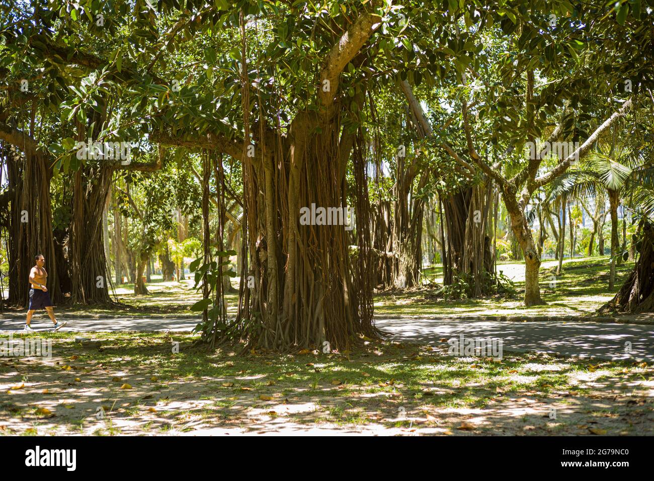 Grands figuiers avec de nombreux supports et branches coulées au sol dans le parc Flamengo - Parque Aterro do Flamengo - à Rio de Janeiro. Un vaste parc en bord de mer avec des terrains de sport, des sentiers de randonnée/cyclisme, un parc de skate et un musée d'art. Banque D'Images