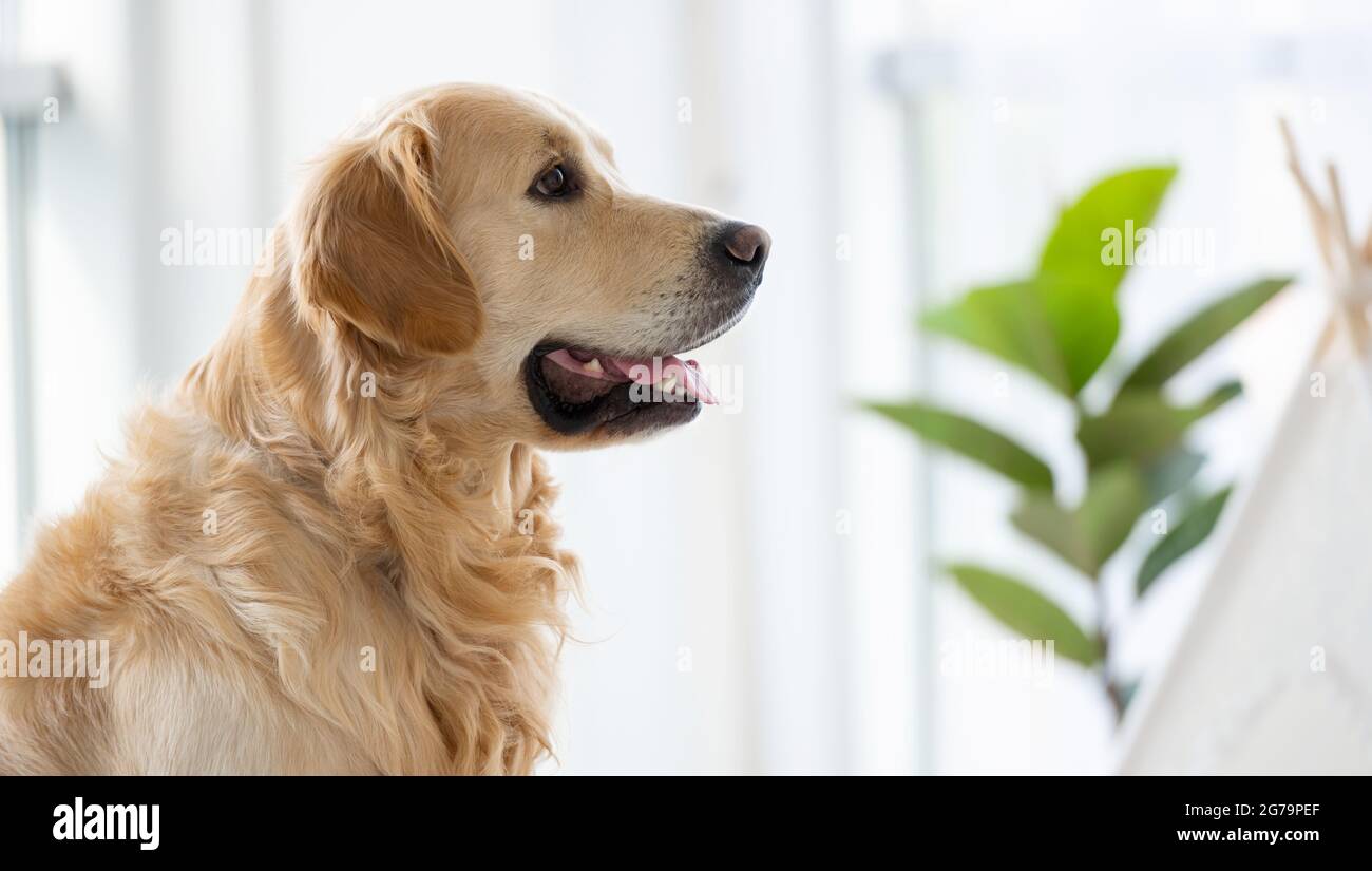 Chien Golden Retriever à l'intérieur Banque D'Images