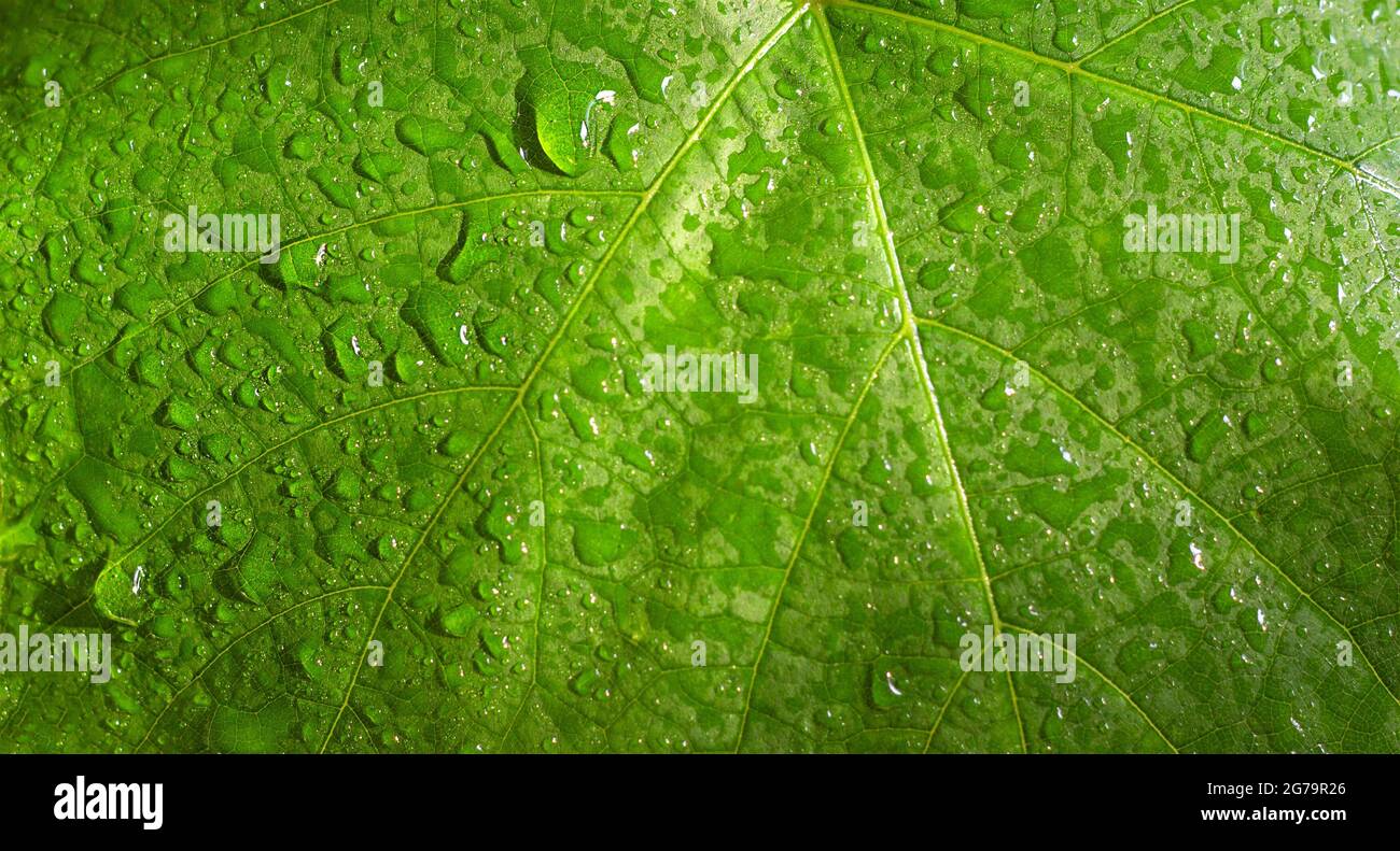 Feuille verte avec des gouttes d'eau. Banque D'Images