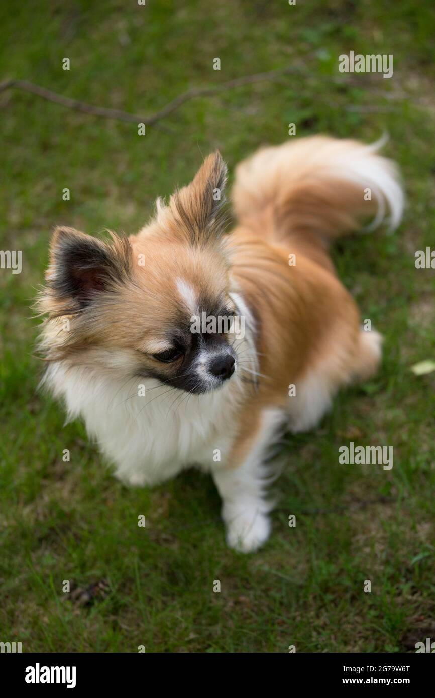 Cheveux longs chihuahua assis dans un jardin Banque D'Images