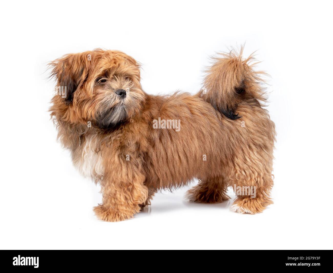 Chiot moelleux nécessitant un toilettage ou une coupe de cheveux. petit chien mâle de 6 mois debout sur le côté. Ours en peluche Zuchon, Shichon ou chiot en peluche. Banque D'Images