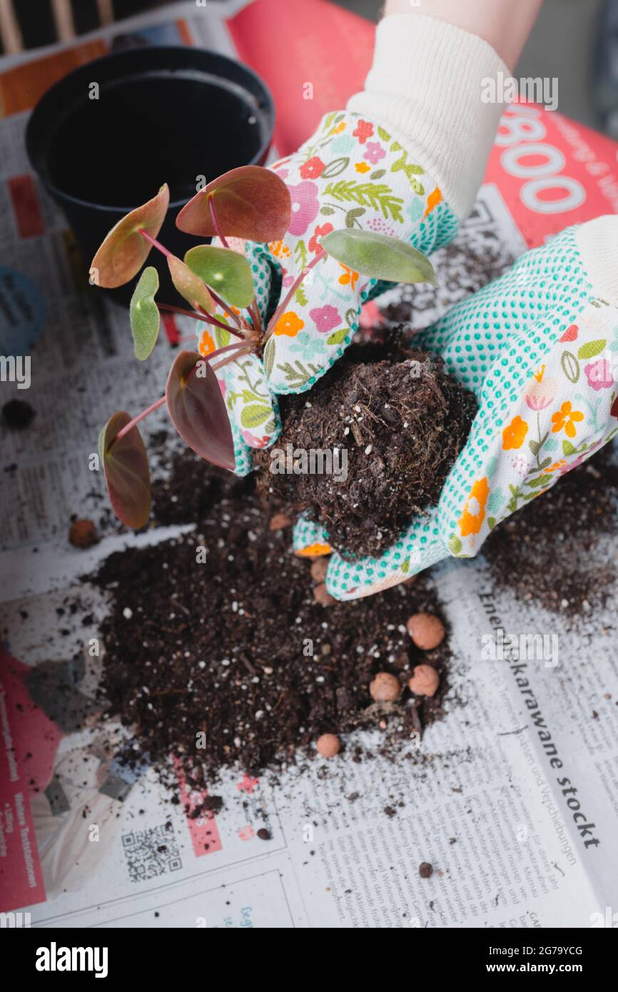 Femme rempotage main plantes d'intérieur sur le balcon, Banque D'Images