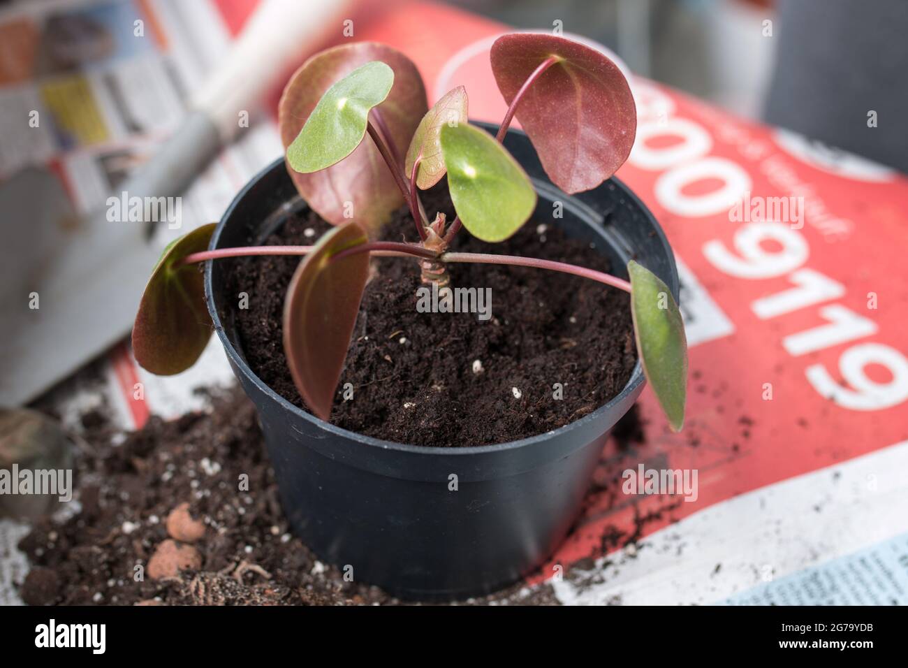 Femme rempotage main plantes d'intérieur sur le balcon, Banque D'Images