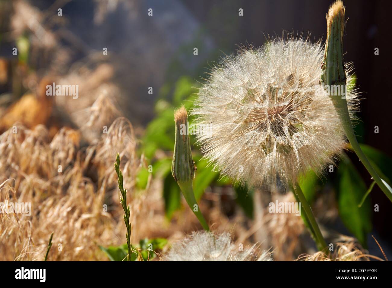 Grande fleur de pissenlit moelleuse, ouée d'herbe sèche. Banque D'Images