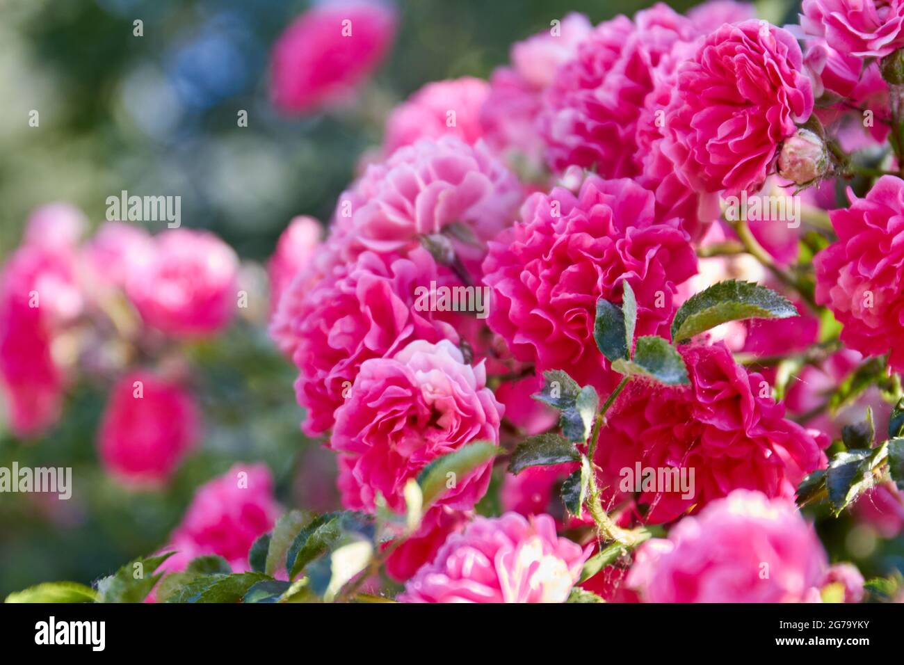 Bouquet de roses en fleur de Damas rose dans le jardin. Banque D'Images