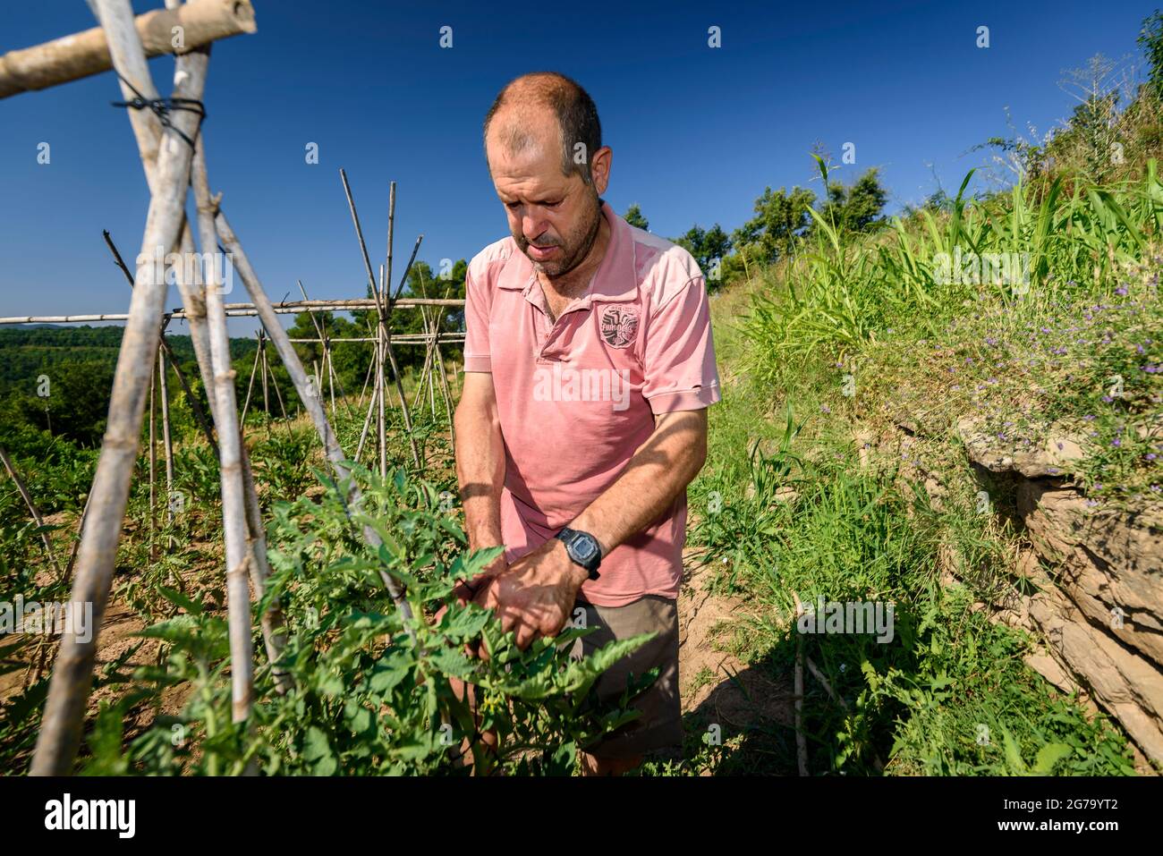 Un fermier prenant soin d'une usine de tomate dans un verger de Mas Terricabras (Osona, Barcelone, Catalogne, Espagne) ESP: Un campesino cuidando una tomatera Banque D'Images