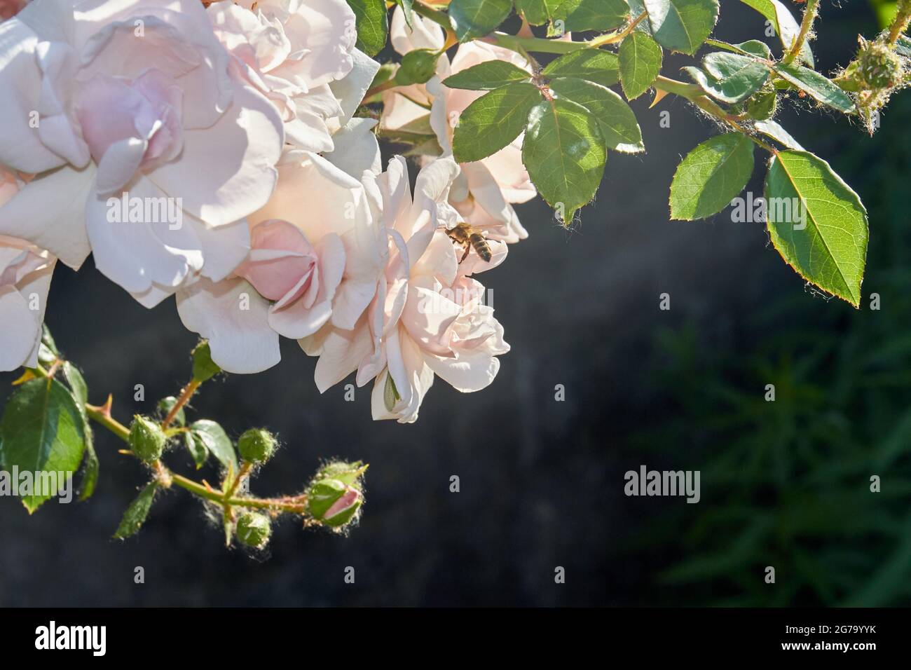 Gros plan sur des roses de sol à floribuda blanches avec une guêpe pollinisante. Banque D'Images