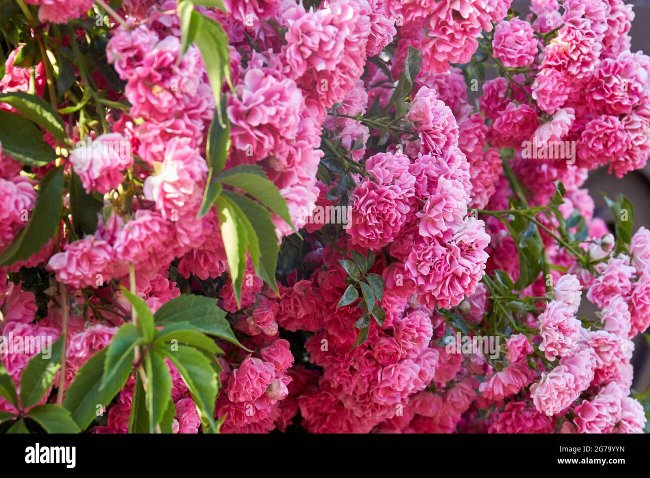 Texture de nombreuses roses de Damas roses avec des feuilles dans le jardin. Banque D'Images