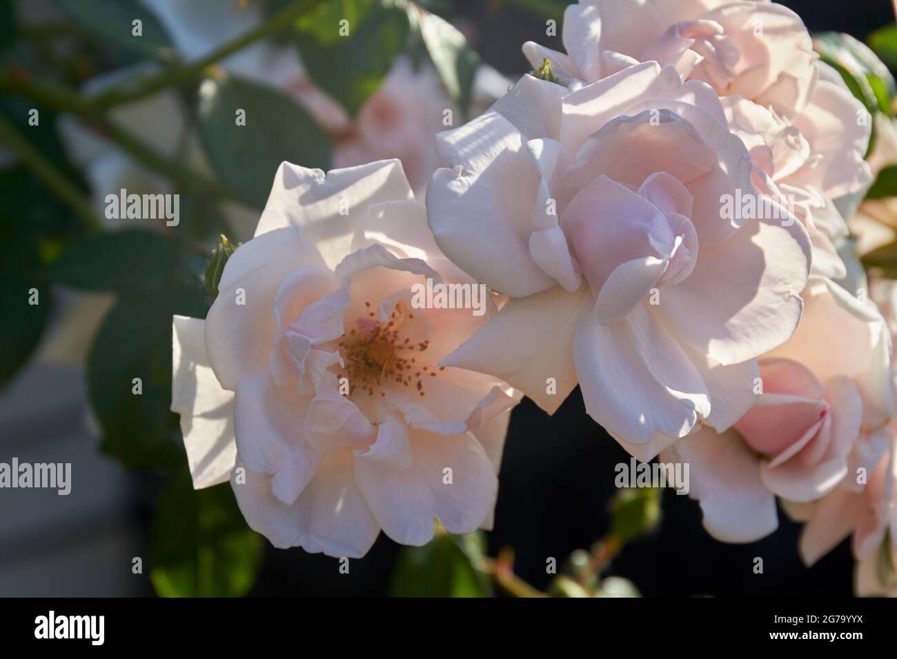 Gros plan de belles roses blanches de printemps avec de grands pétales. Banque D'Images