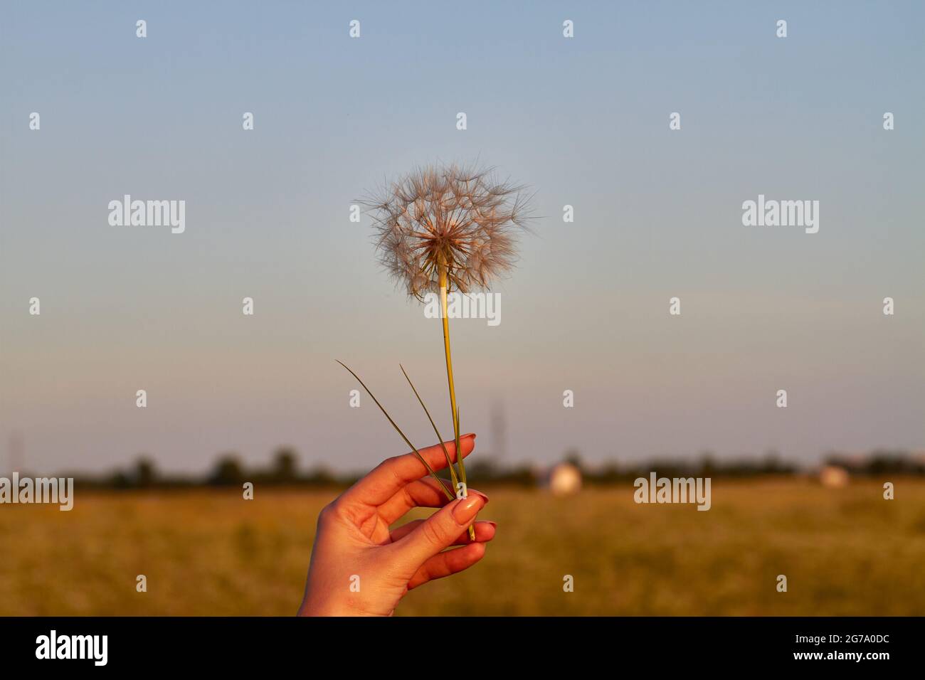Main femelle en gros plan tenant le pissenlit à l'extérieur le soir. Banque D'Images