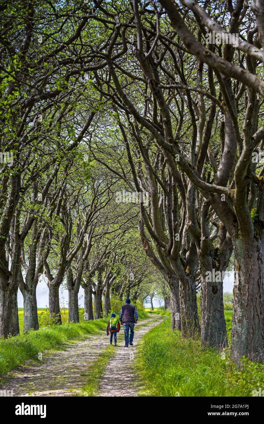 Avenue Whitebeam, nord-ouest de la Thuringe, Allemagne, Europe Banque D'Images