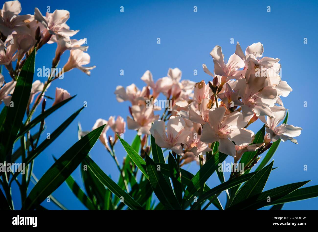 fleur rose et feuilles vertes contre ciel bleu Banque D'Images