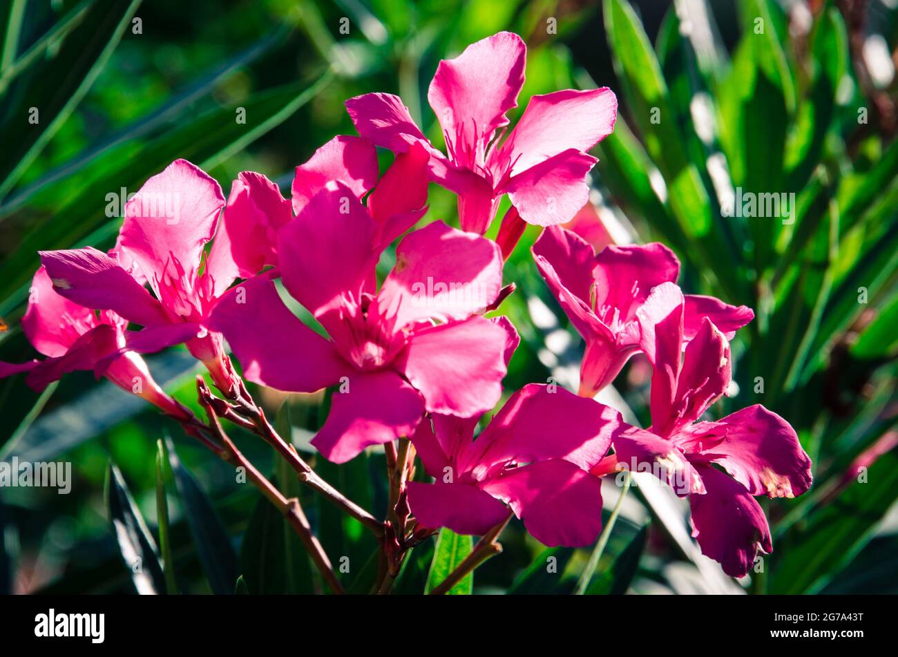 fleur rose et feuilles vertes contre ciel bleu Banque D'Images