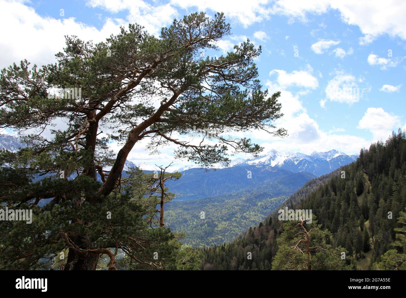 Randonnée à Stepbergalm 1583m, près de Garmisch, Alpes d'Ammergau, haute-Bavière, Bavière,Allemagne, printemps, vue sur les montagnes de Wetterstein, atmosphère, pins de montagne en premier plan Banque D'Images