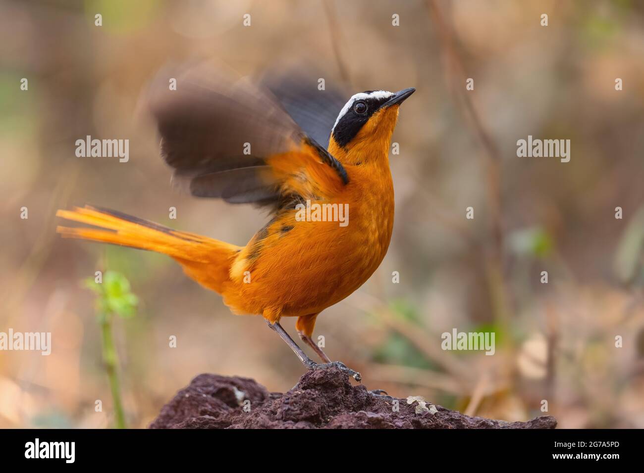 Robin-chat brun blanc - Cossypha heuglini, magnifique oiseau de couleur perching des forêts et des forêts africaines, Awassa, Ethiopie. Banque D'Images