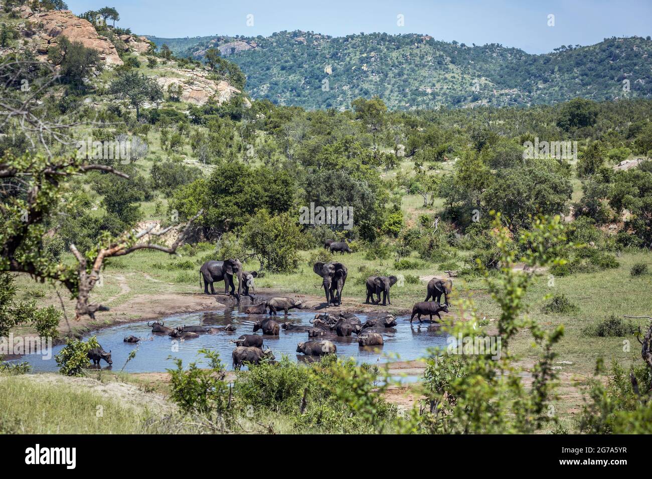 Bush africain et de l'éléphant d'Afrique à l'eau dans le parc national Kruger, Afrique du Sud ; espèce de la famille des Elephantidae Loxodonta africana Banque D'Images