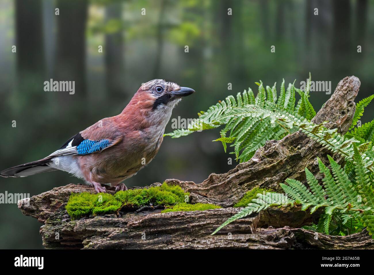 geai eurasien / geai européen (Garrulus glandarius / Corvus glandarius) perché sur un tronc d'arbre avec des fougères en forêt Banque D'Images