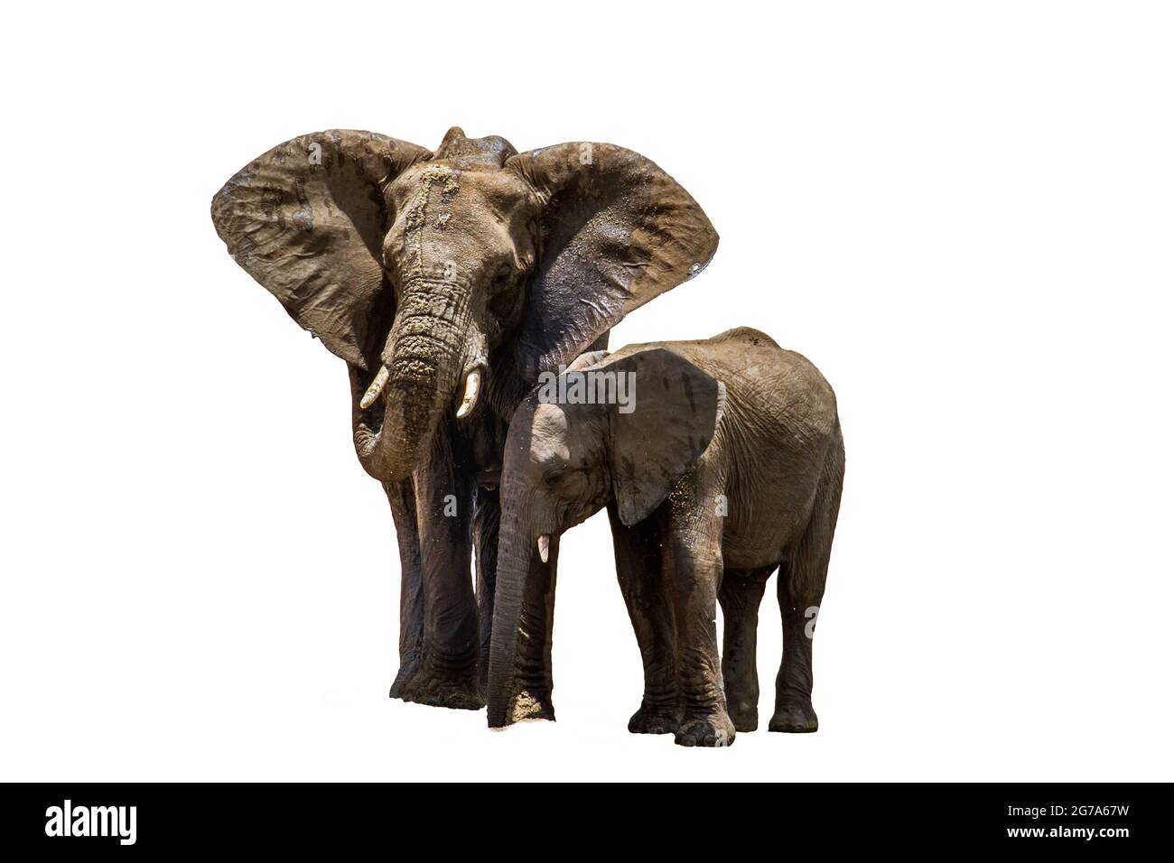 Femelle d'éléphant de brousse africain avec un cub isolé sur fond blanc ; famille de spécimens Loxodonta africana d'Elephantidae Banque D'Images