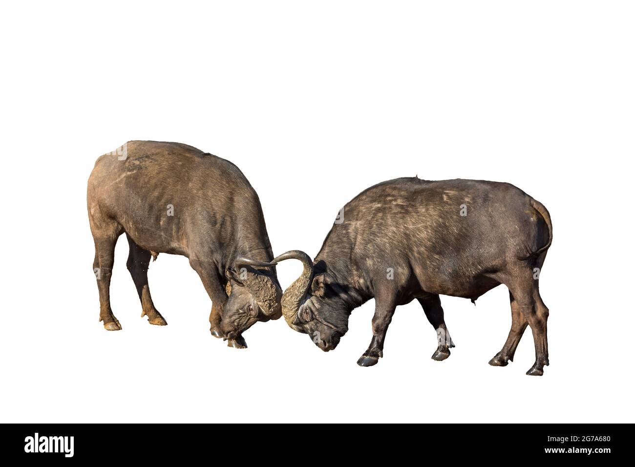 Deux taureaux de buffles africains dueling isotalis sur fond blanc ; famille de Bovidae de Specie Syncerus caffer Banque D'Images