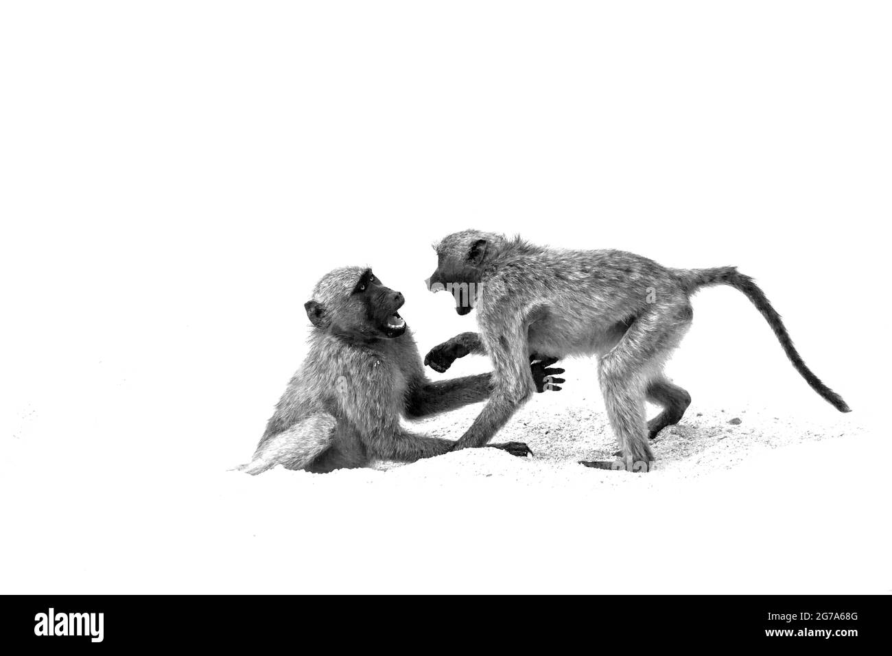 Deux babouins de Chacma se battant isolés sur fond blanc ; famille de spécimens Papio ursinus de Cercopitecidae Banque D'Images