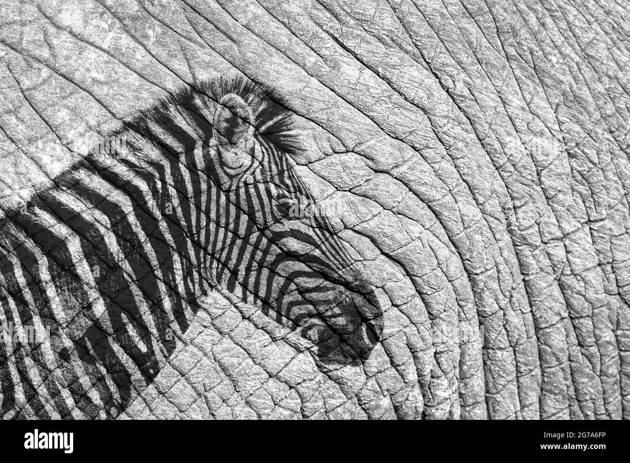 Portrait de zèbre des plaines imprimé sur la peau de l'éléphant de brousse africaine images multiples ; famille d'équidés de espèce Equus quagga burchellii Banque D'Images