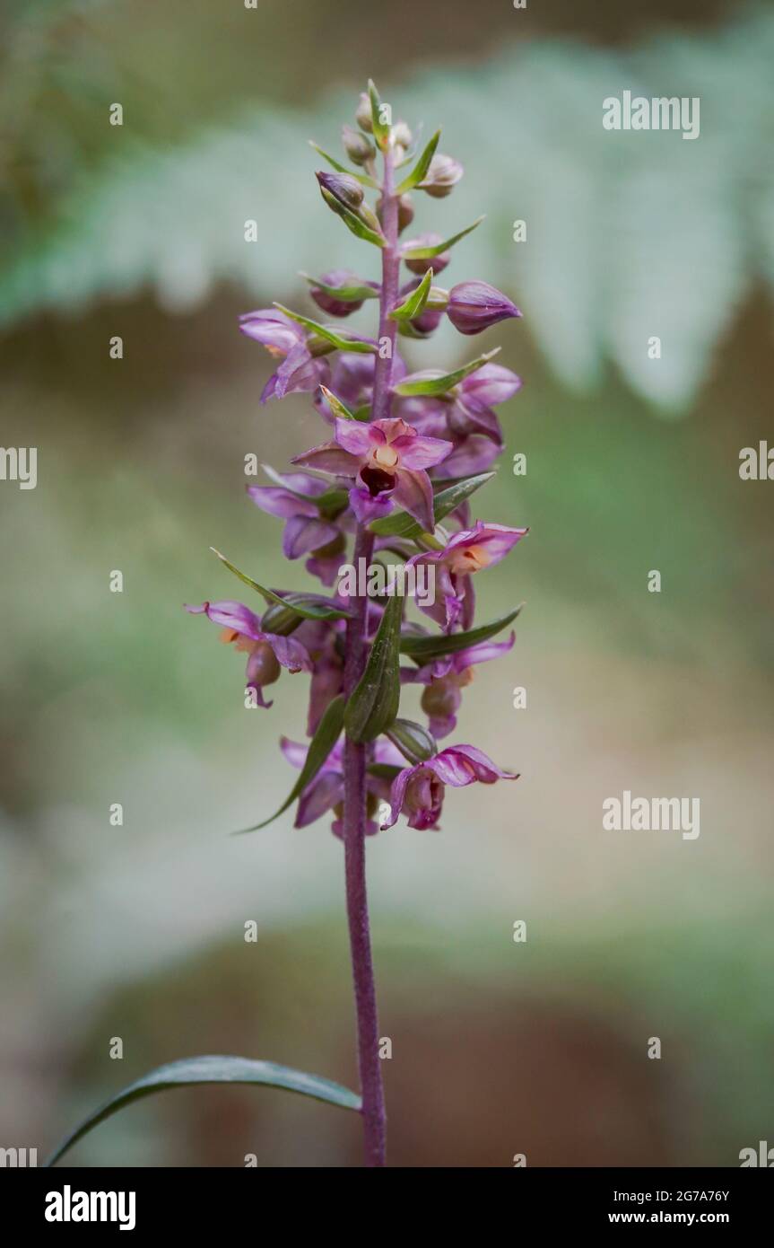 Large-leaved Helleborine subsp. Epipactis tremolsii, Wild Orchid, Andalousie, espagne. Banque D'Images