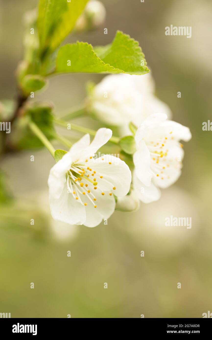Gros plan de fleurs blanches cerise, arrière-plan naturel flou Banque D'Images