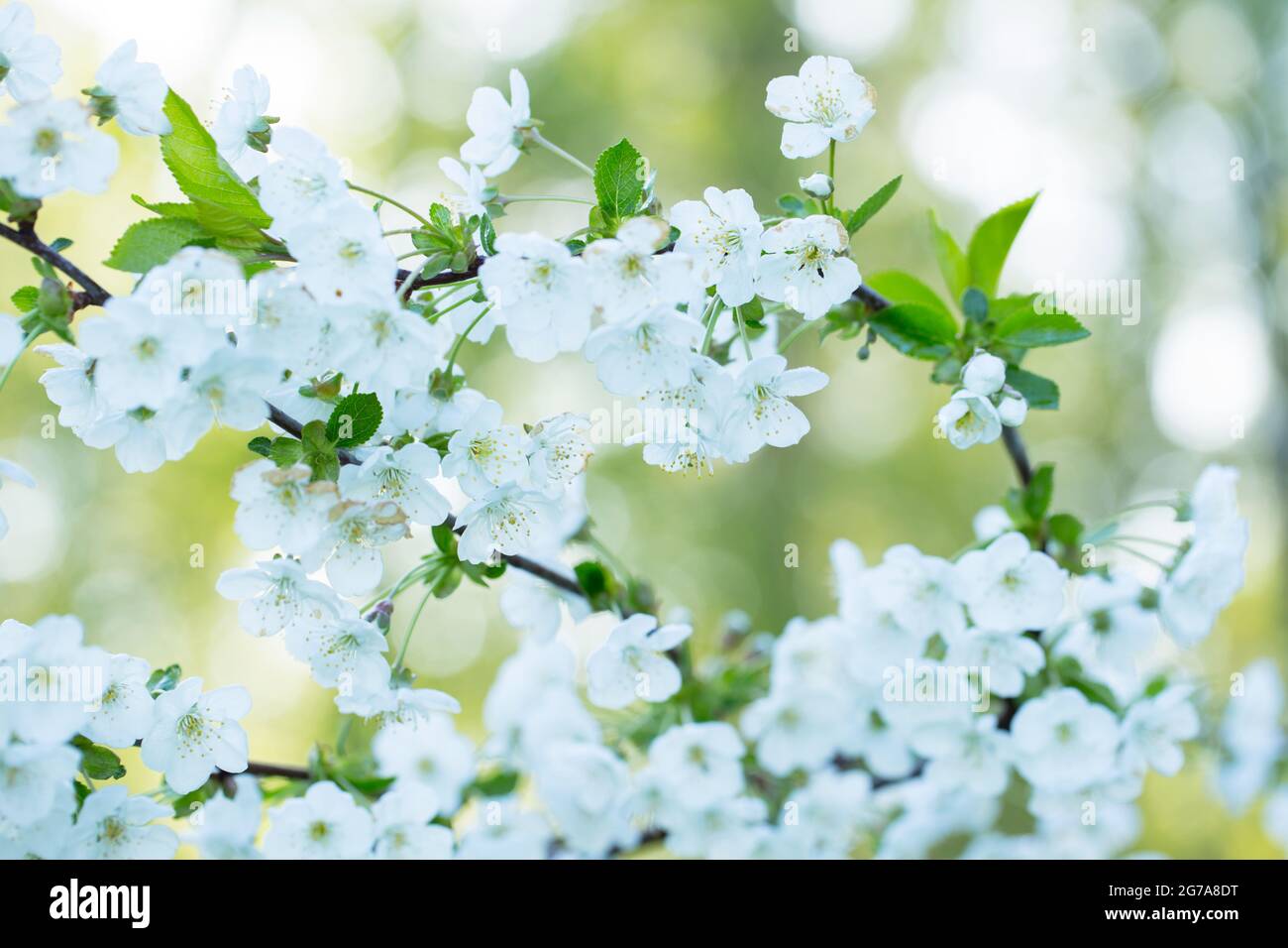 Branches de cerisier avec fleurs blanches, fond naturel flou Banque D'Images