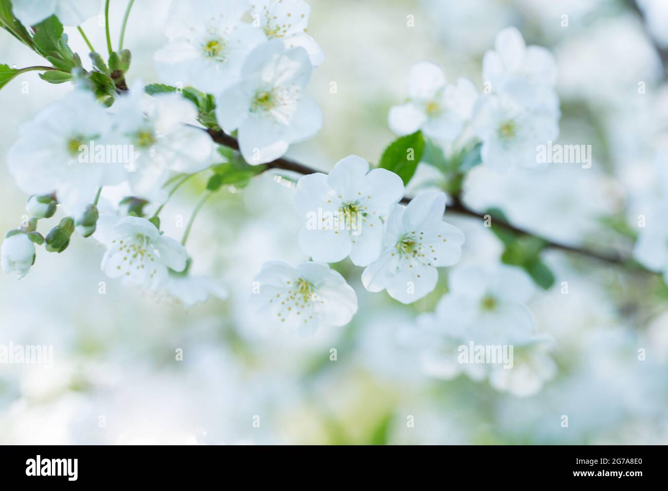 Branche de cerisier avec fleurs blanches, fond de bokeh Banque D'Images