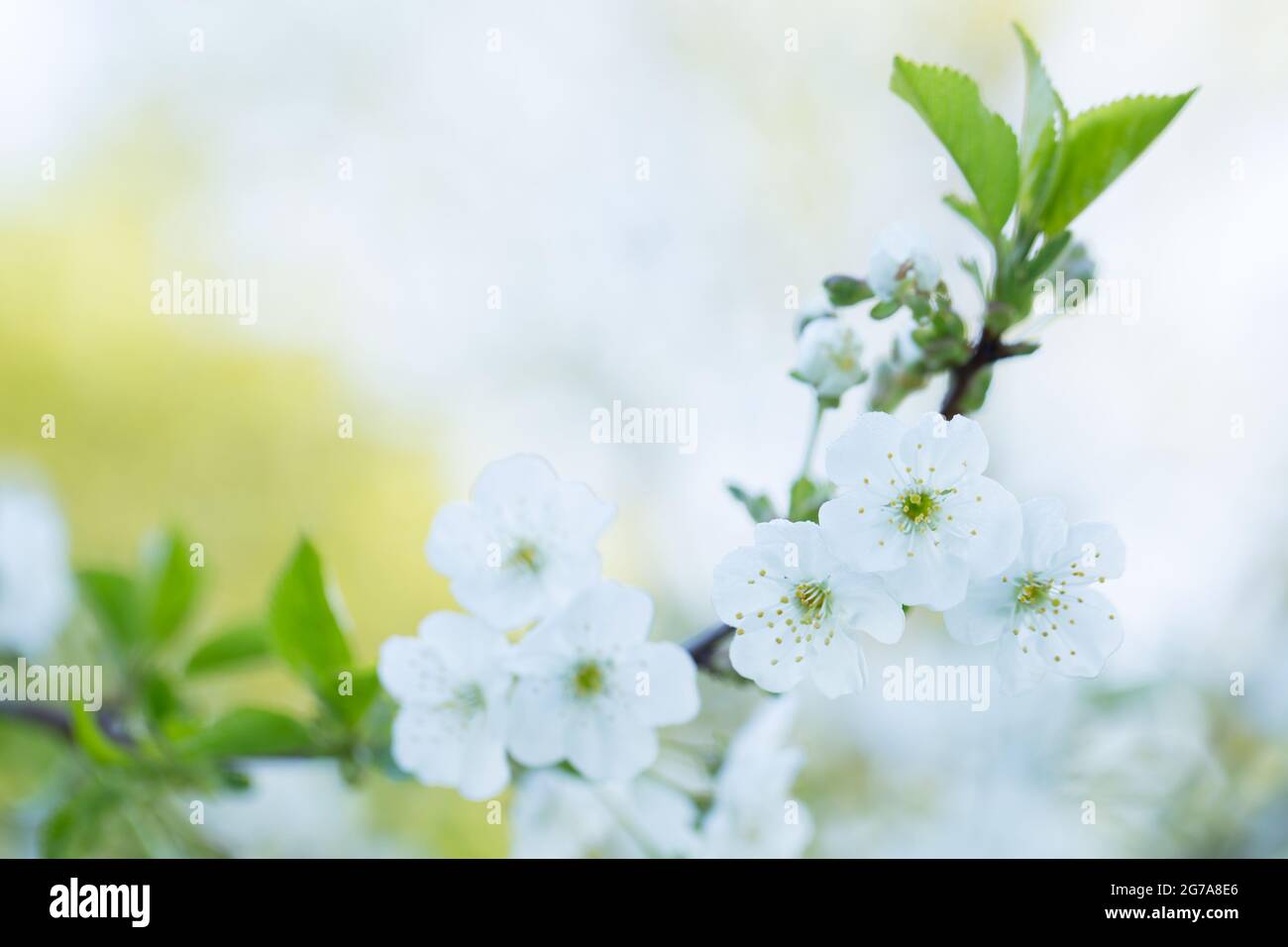 Fleurs de cerisier, fleurs blanches, arrière-plan naturel flou Banque D'Images