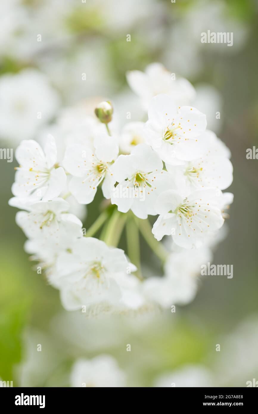 Fleurs de cerisier blanc, fond de bokeh, temps de printemps Banque D'Images