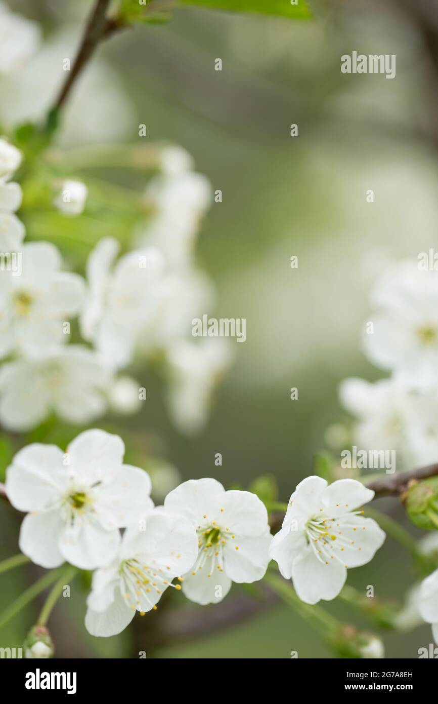 Fleurs de cerisier, arrière-plan de bokeh, scène de printemps Banque D'Images