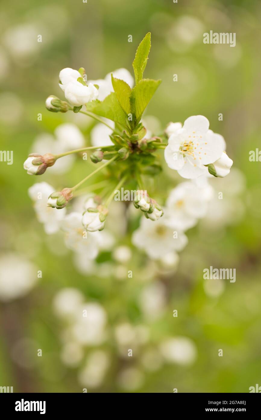 Fleur de printemps, cerisier blanc aux fleurs blanches, fond vert naturel flou Banque D'Images
