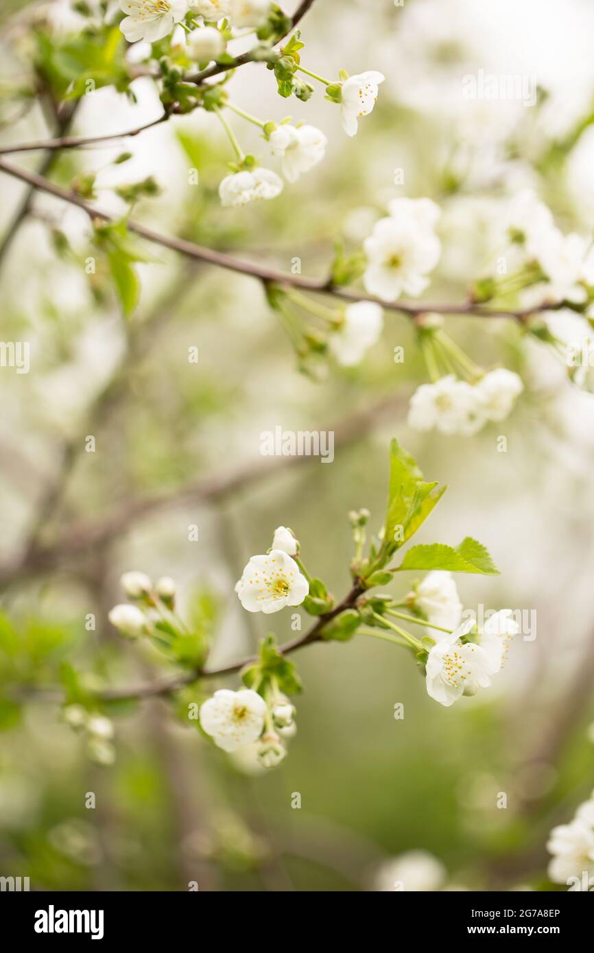 Fleurs de cerisier, fleurs blanches, arrière-plan naturel flou, scène printanière Banque D'Images
