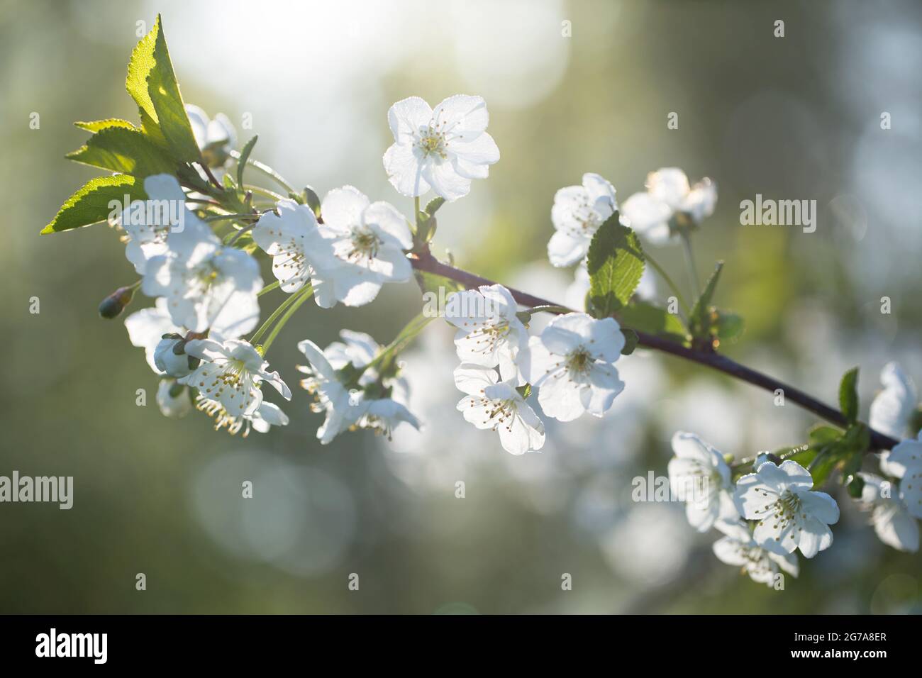 Fleur de cerisier, fleurs blanches, arrière-plan bokeh Banque D'Images