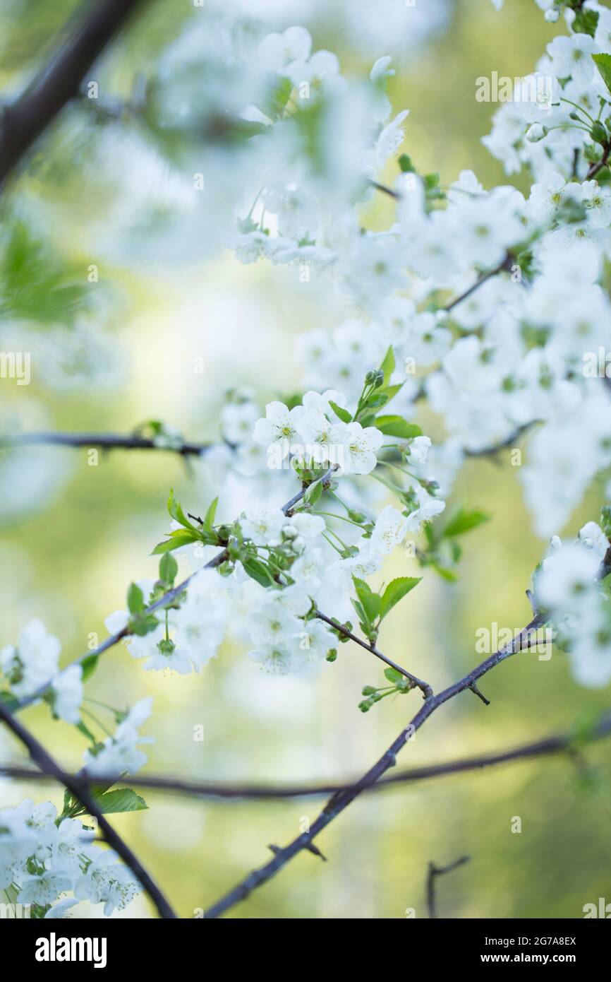 Branches de cerisier aux fleurs blanches, arrière-plan naturel flou Banque D'Images