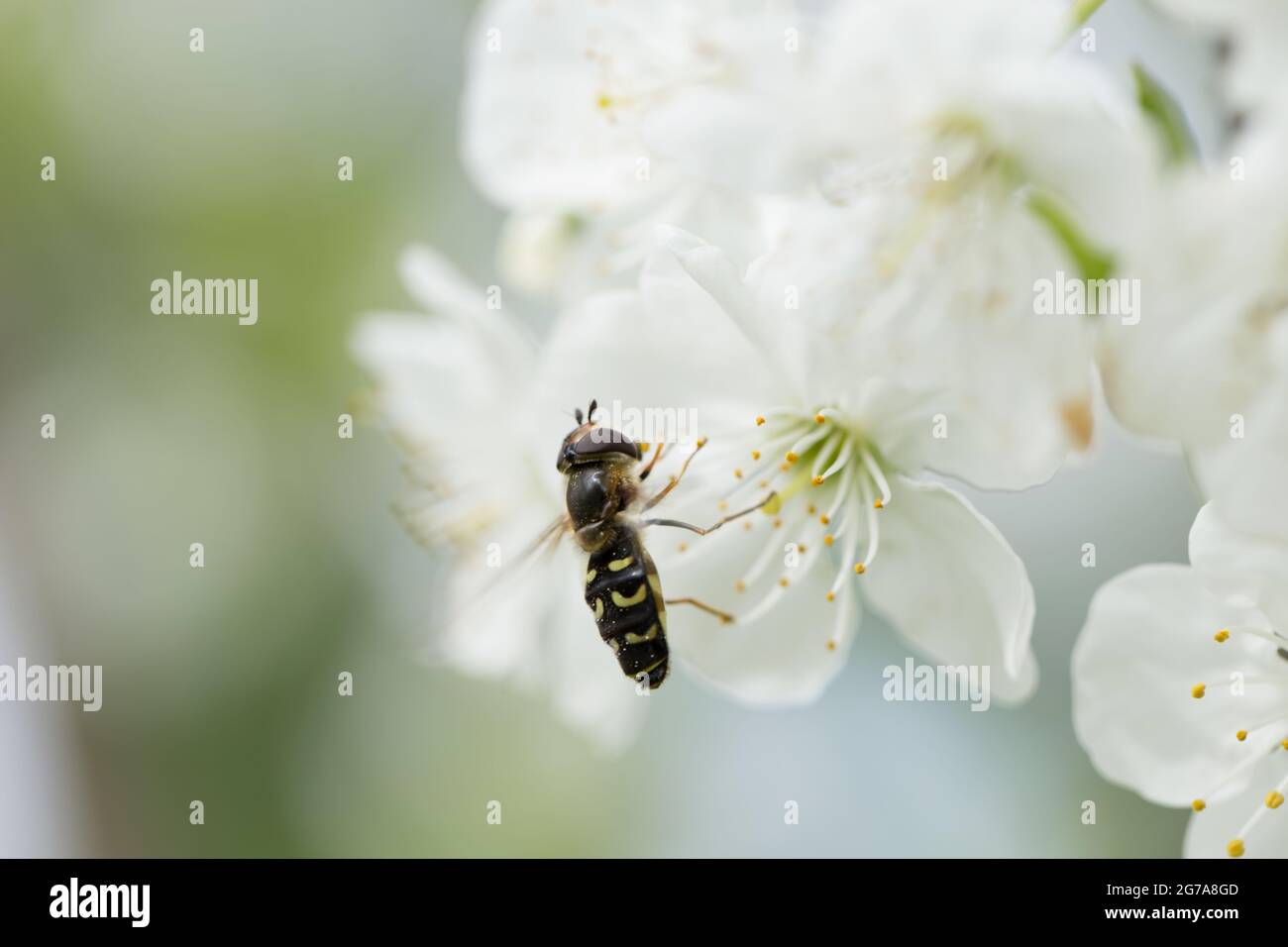 Hoverfly, Scaeva pyrastri, fleurs de cerisier, scène printanière Banque D'Images