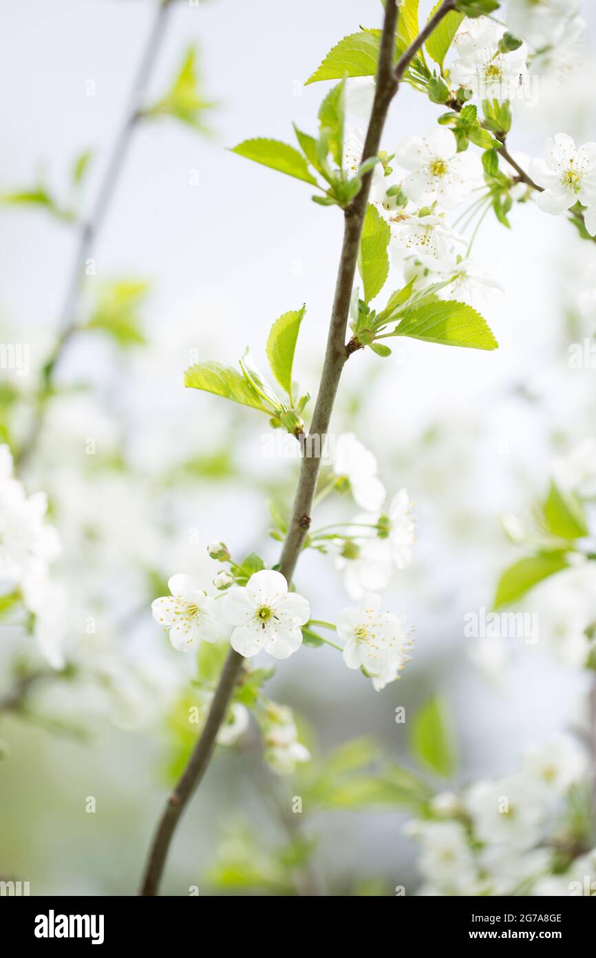Fleurs blanches de cerisier, arrière-plan de bokeh, scène de printemps Banque D'Images