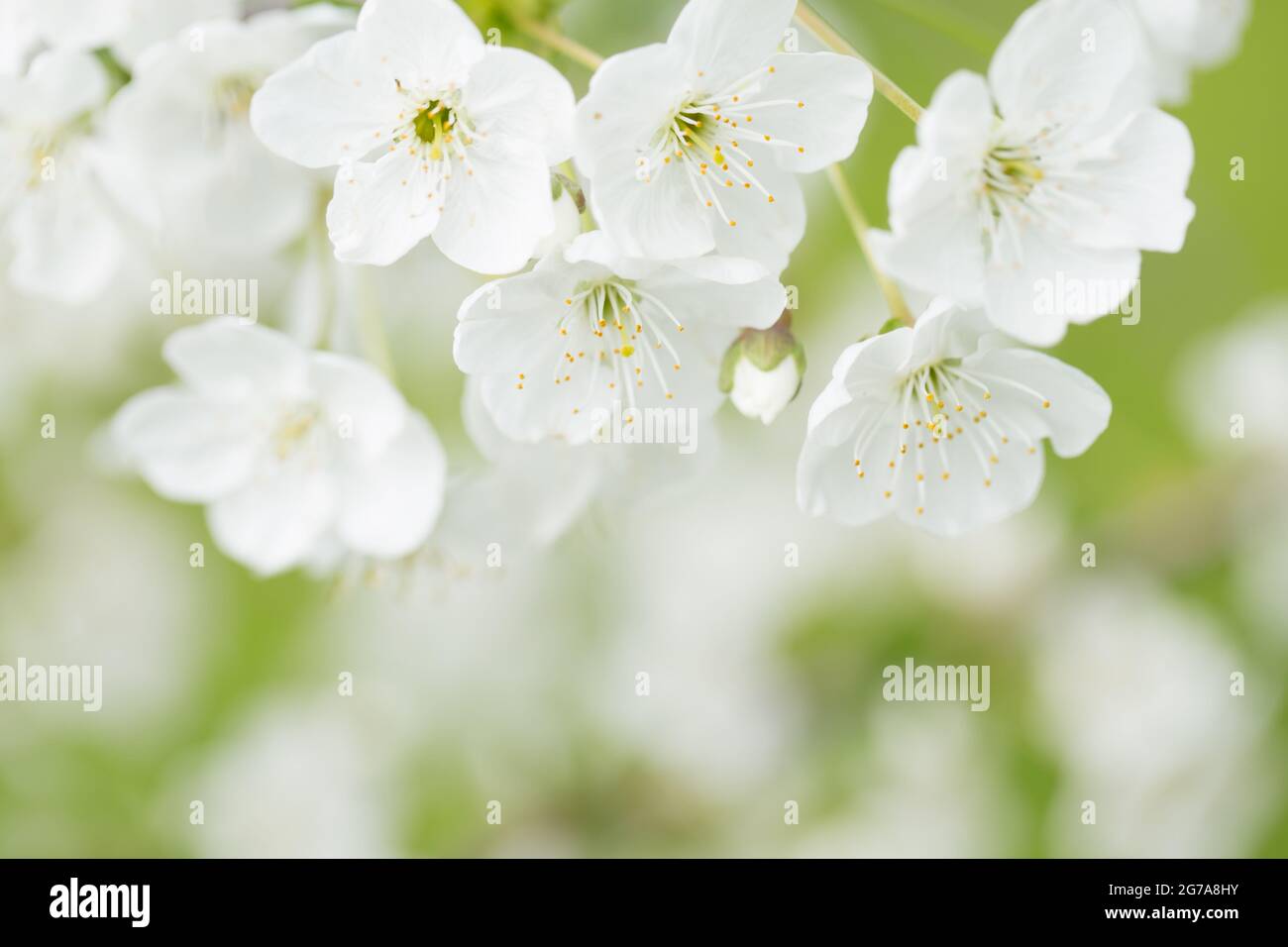 Fleurs blanches de cerisier, arrière-plan de bokeh, scène de printemps Banque D'Images