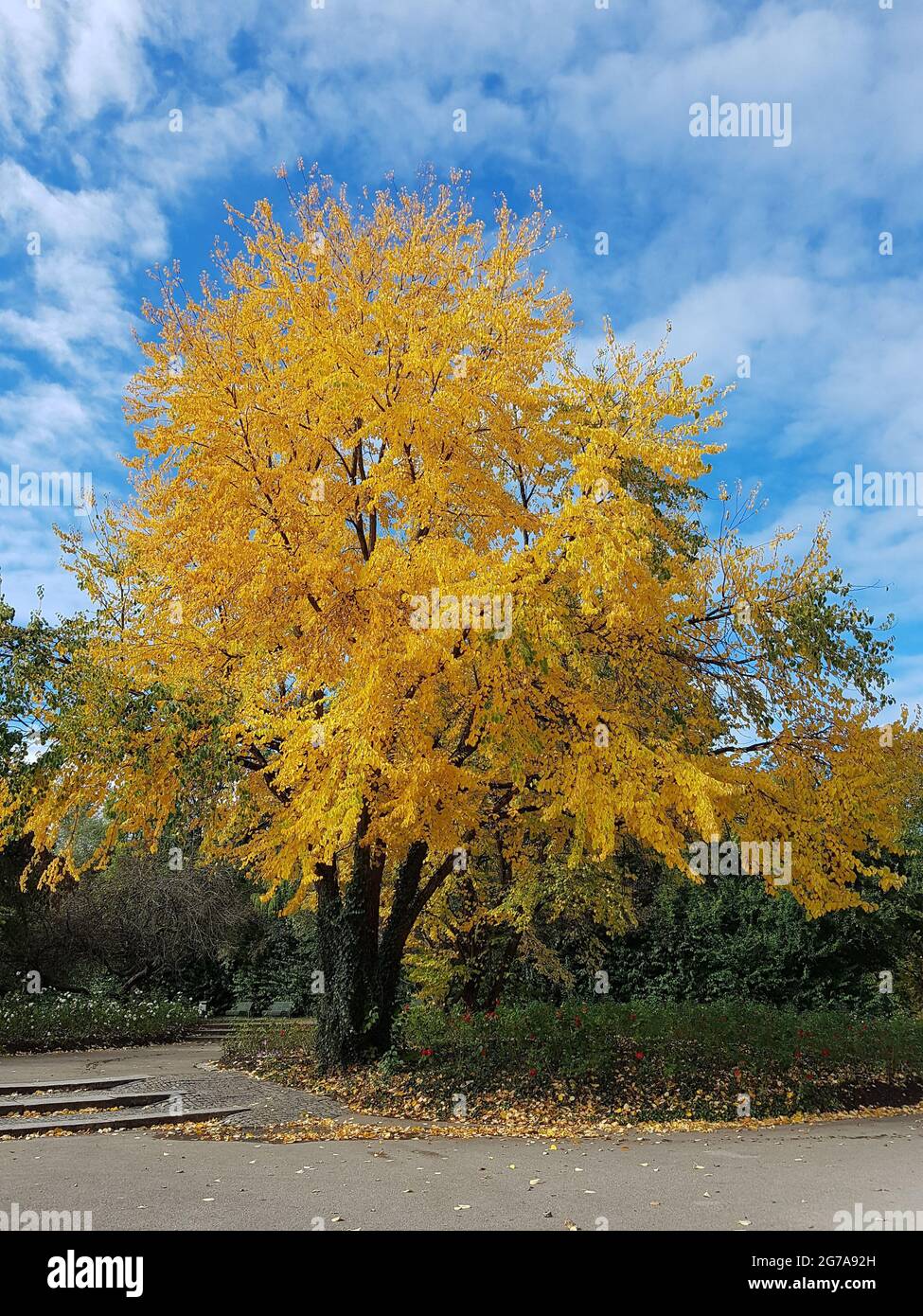 Arbre d'automne dans le parc est Banque D'Images