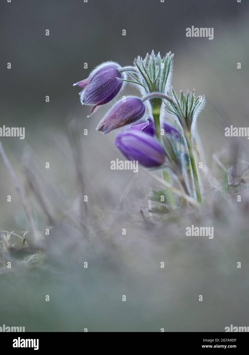 Fleur de Pasque, fleur de Pasque, Pulsatilla vulgaris Banque D'Images