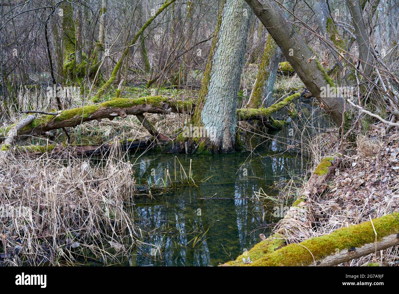 Cavités naturelles de Grettstädter Riedwiesen, district de Schweinfurt, Basse-Franconie, Bavière, Allemagne Banque D'Images