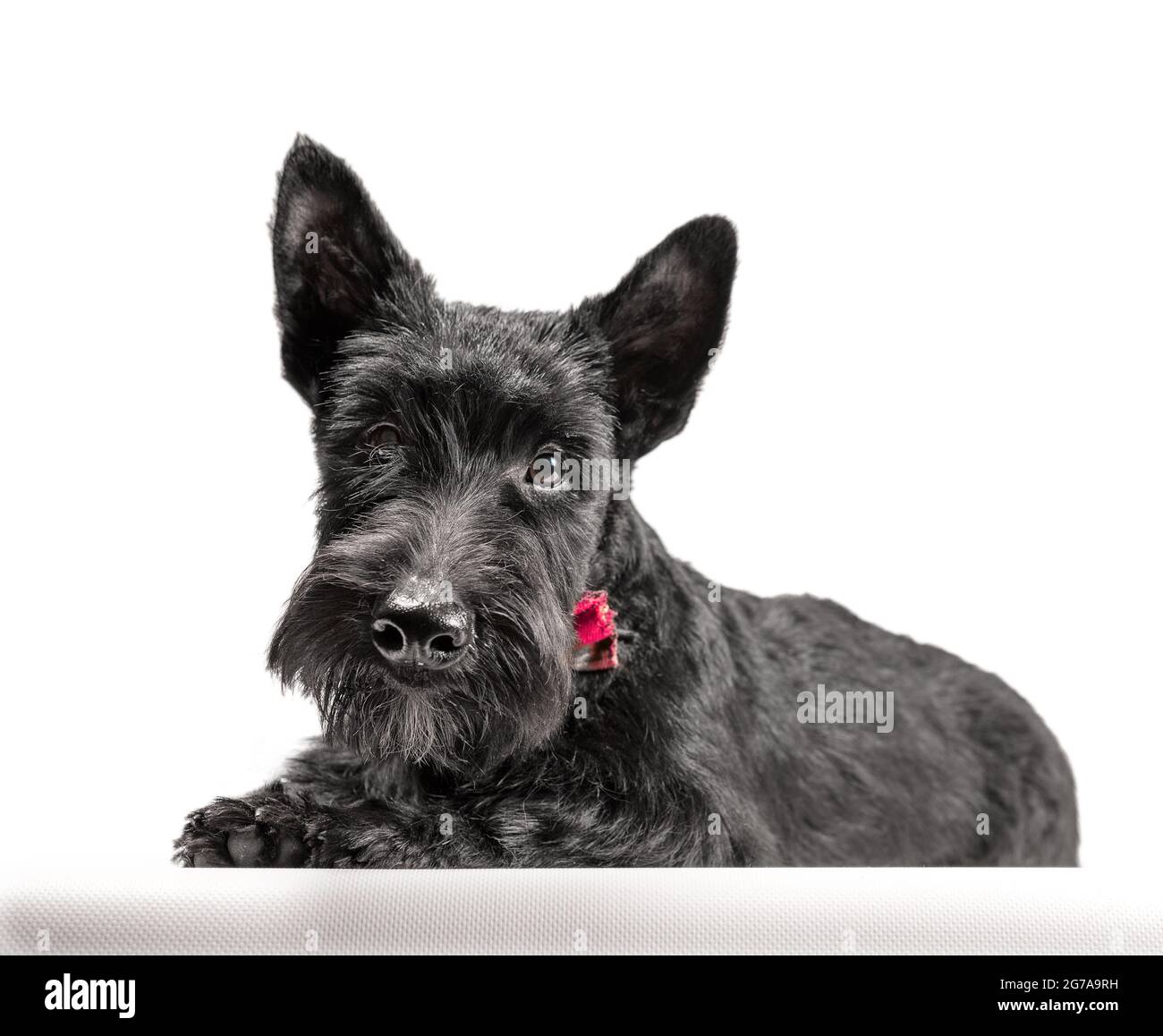 chien de terrier écossais noir sur fond blanc tourné en studio Banque D'Images
