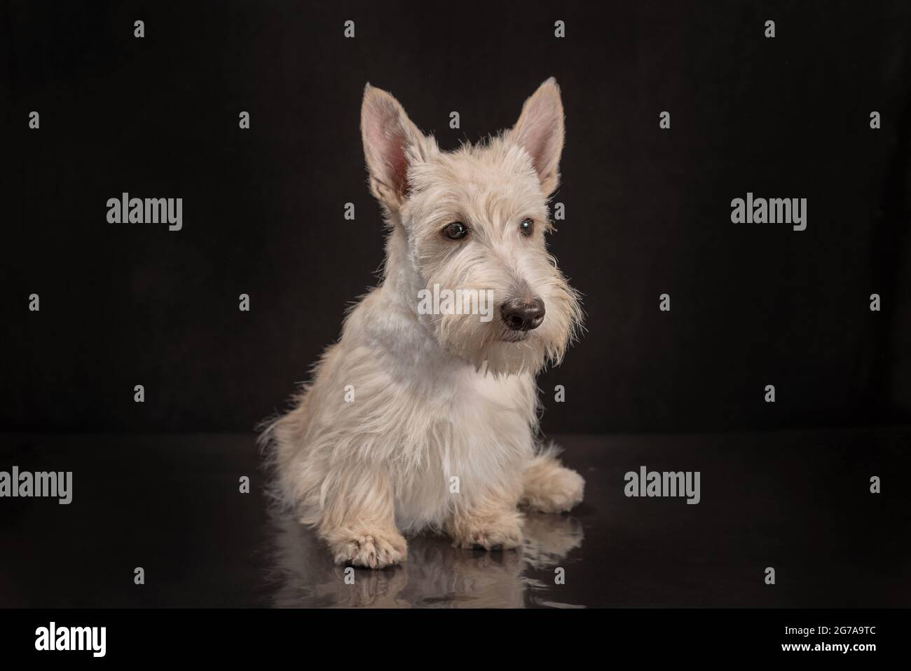 chien terrier écossais blanc sur fond sombre en studio Banque D'Images