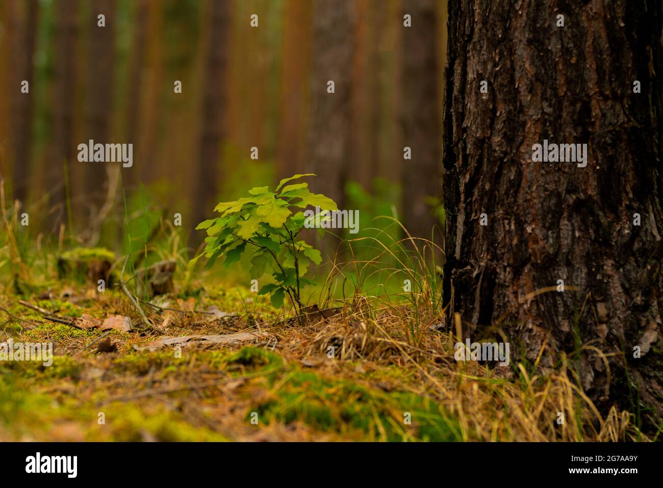 Un jeune chêne dans la forêt, un jeune petit chêne dans une forêt de pins Banque D'Images