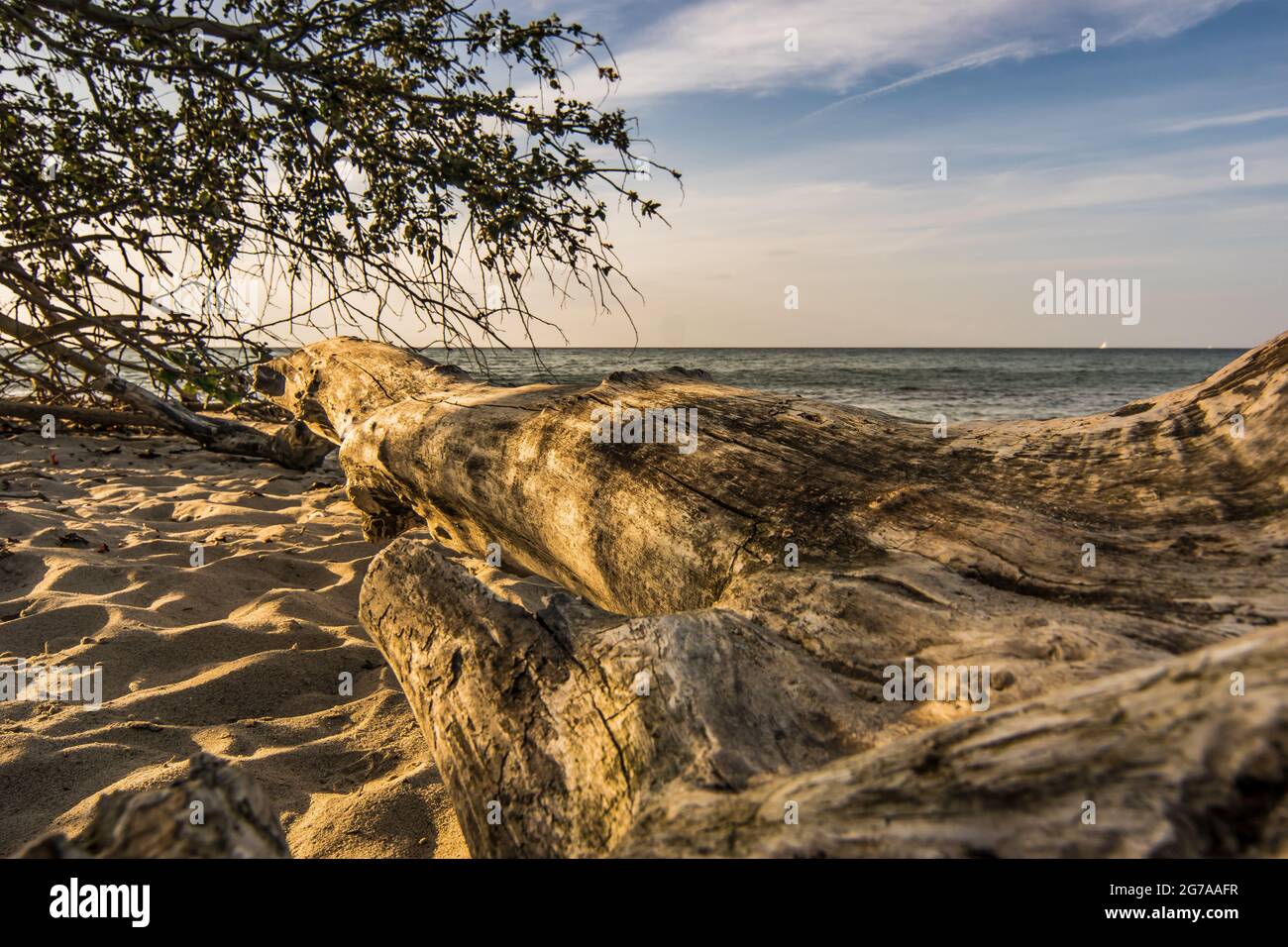 Tronc d'arbre au coucher du soleil sur la plage de la falaise de Stohl, Dänischenhagen, Allemagne du Nord, Allemagne Banque D'Images