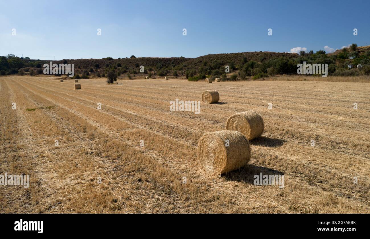 Des piles de balles de foin dans le champ d'été. Agriculture récolte à l'extérieur Banque D'Images