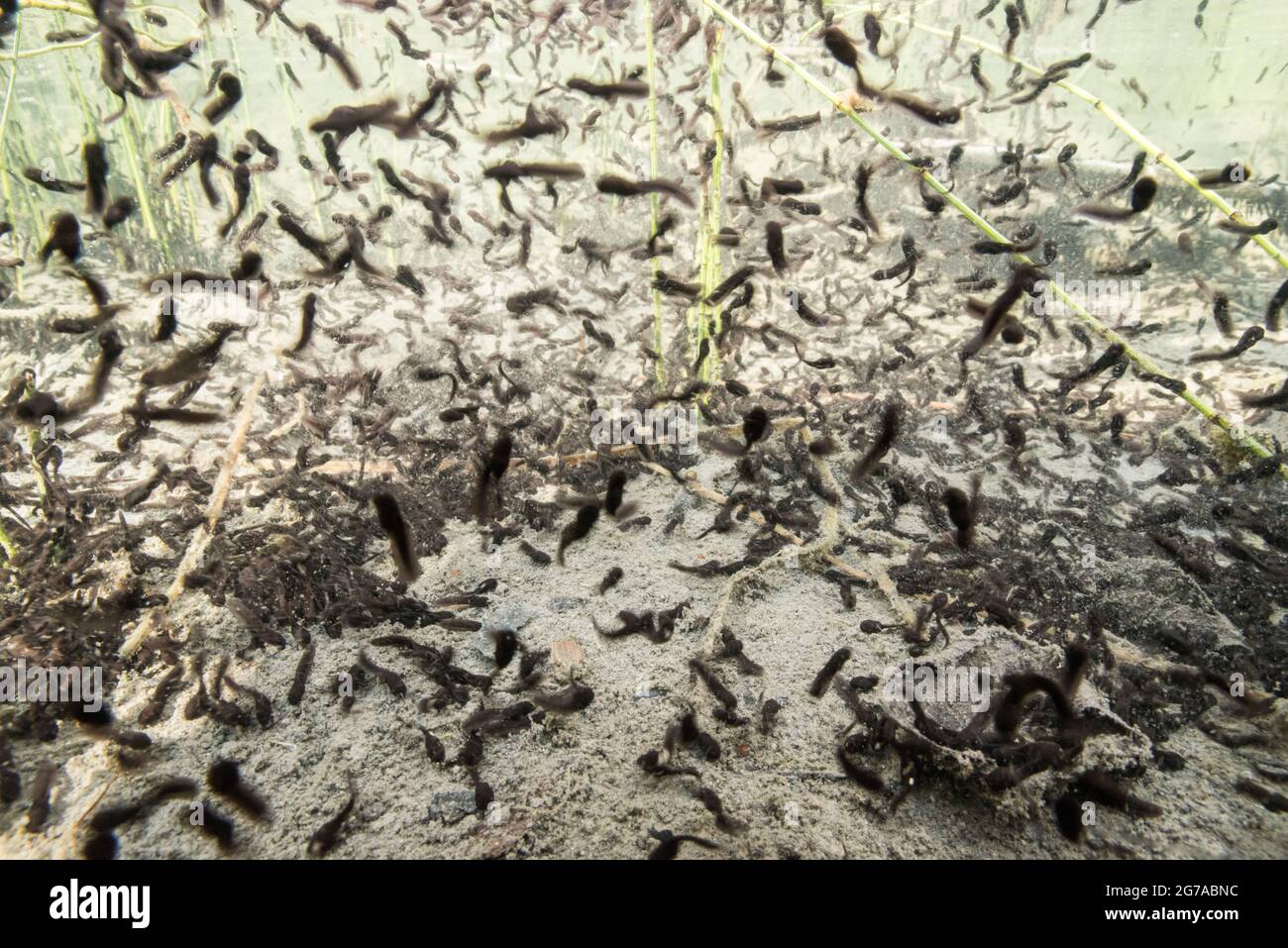 Les prés et les mondes de l'eau dans le Gasterental, Suisse Banque D'Images