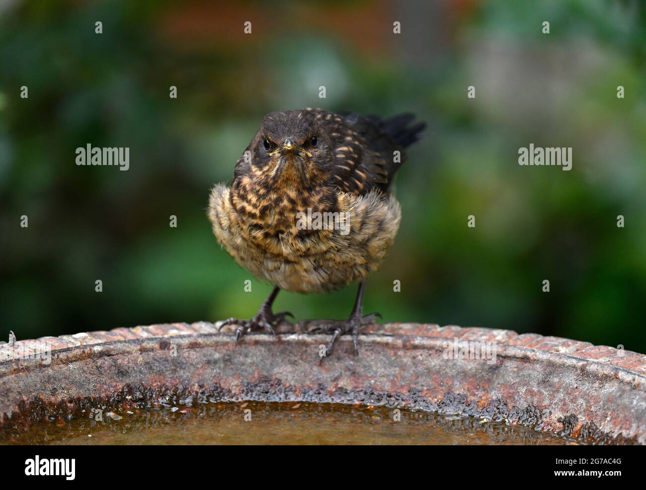 Blackbird (Turdus merula), jeune animal, nichent réfugié, assis dans le bassin ornithologique de Stuttgart, Bade-Wurtemberg, Allemagne Banque D'Images